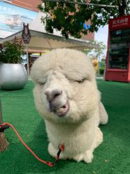 -萌宠亲子动物乐园(槐房万达店)