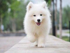 -东方名猫馆·英短金渐层布偶猫舍(环线广场1号楼店)