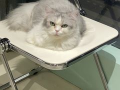 -怪兽屋·羊驼·猫咖·狗咖(俊华广场店)