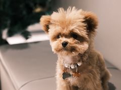 -帕帕拉兹宠物(亚洲旗舰店)