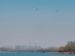 -丁香湖公园