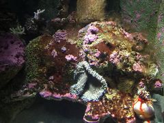 -悉尼海洋生物水族馆