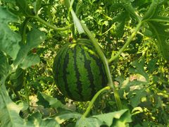 -庞各庄翠芳园西瓜蔬菜基地采摘园