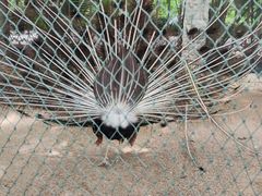 -荆州中山公园动物园