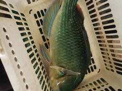 -叶姐海鲜(棋子湾店)