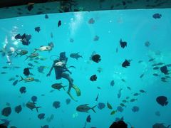 -瑞德姆美人鱼海底演艺主题餐厅(亚龙湾店)