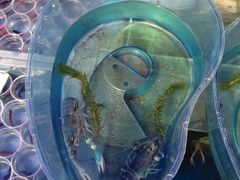 iphone_upload_pic-清平路水族市场
