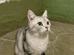 -猫猫幼稚园·撸猫·桌游·电玩