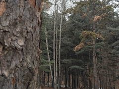 -帽儿山国家森林公园