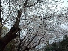 -武汉大学-樱园