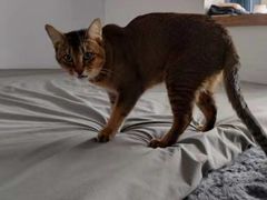 -北京观赏动物医院·24小时大型综合·猫专科·异宠专科