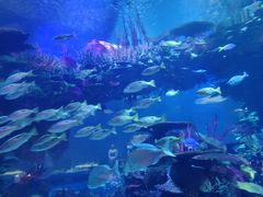 -迪拜帆船酒店海底餐厅