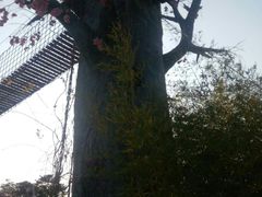 -天适樱花悠乐园