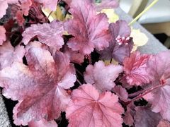 -江户前日本料理(瑞诗酒店店)