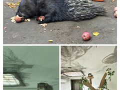 -青藏高原野生动物园