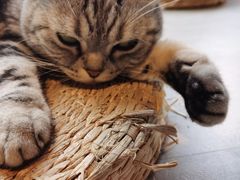 -猫儿山۰猫主题餐厅