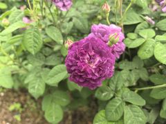 -都江堰玫瑰花溪谷