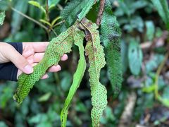 -中国科学院西双版纳热带植物园