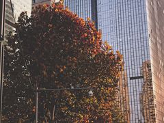 -重庆市江北嘴中央商务区中央公园