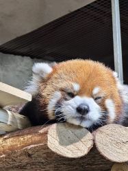 -Zoolung Zoolung动物主题公园(海信广场店)