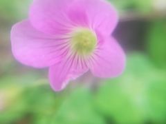 -纪念孙中山市政公园