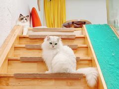 -猫在这儿猫咪咖啡馆·撸猫馆