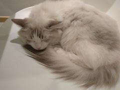 -飞行喵MR PILOT|猫舍·猫咖(静安大融城店)
