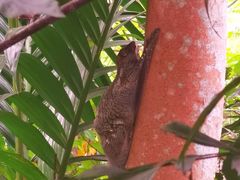 -武吉知马自然保护区