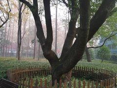 -徐家汇源景区-衡山公园