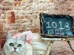 -1013 PET SHOP精品宠物商店(丁香店)