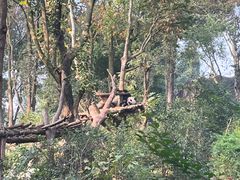 景点-成都大熊猫繁育研究基地