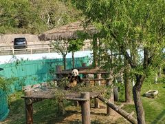 -西霞口神雕山野生动物世界