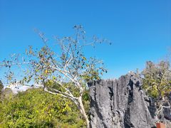 -中国科学院西双版纳热带植物园