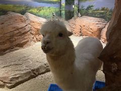 -绿色星球动物主题公园