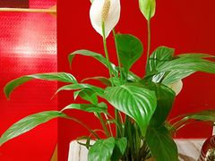 -大鸭梨烤鸭·北京菜(南小街/南苑店)