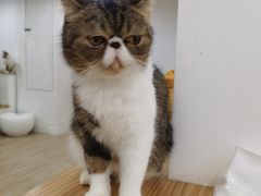 -李小姐の猫咖啡馆(五角场店)