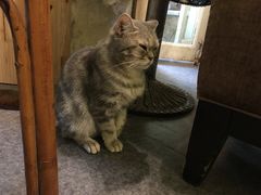 -猫色咖啡·猫咖
