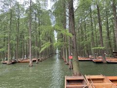 -渌洋湖湿地公园