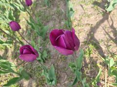 -长春公园(普阳街道)