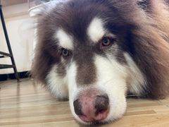 -喵小馆·猫咖狗咖猪咖·饮品店