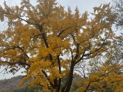 -北京鹫峰国家森林公园