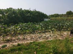 -上海都市菜园