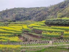 -桑洲油菜花景区
