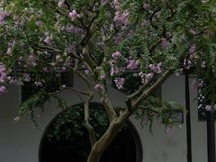 -上海醉白池公园