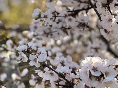 -棒棰岛宾馆景区