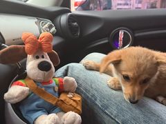 -贝康宠物医院·犬猫全科·小动物特色诊疗中心(东环路店)