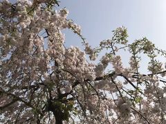 -高东镇樱花园