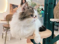 -共舞时光猫咖·狗咖(新街口店)