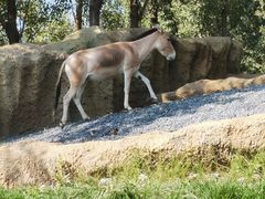 -北京野生动物园