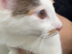 -爱妮康宠物医院·干细胞免疫细胞·肿瘤·心脏(张江店)